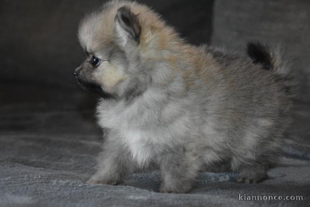 Chiot spitz allemand nain femelle