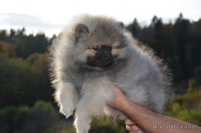 Chiot spitz allemand nain femelle