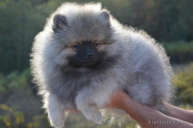 Chiot spitz allemand nain femelle