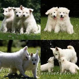 Chiot berger blanc suisse a donner