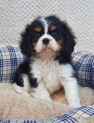 A donner chiot cavalier king charles spaniel femelle