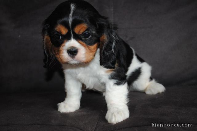 A donner chiot cavalier king charles spaniel femelle