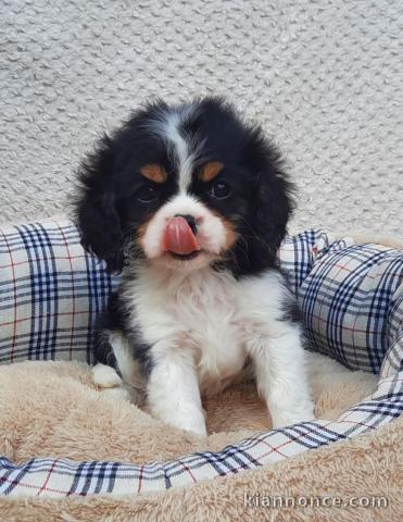 A donner chiot cavalier king charles spaniel femelle