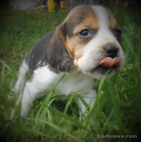 A donner CHIOTS BEAGLES 