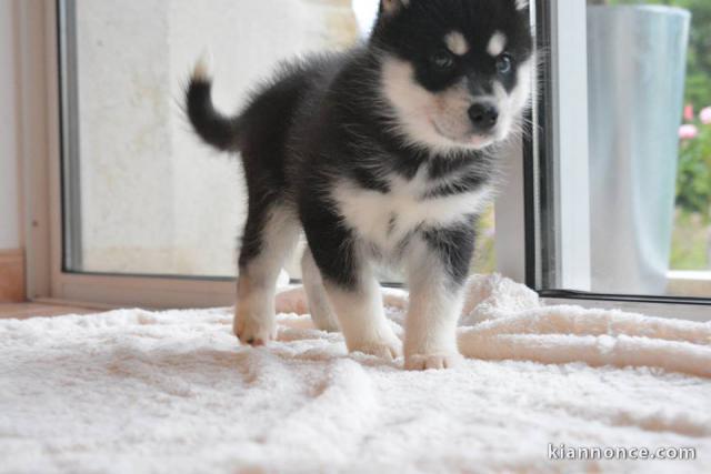 A donner chiots Husky de sibérien