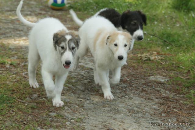 Chiots Barzoi Adoption