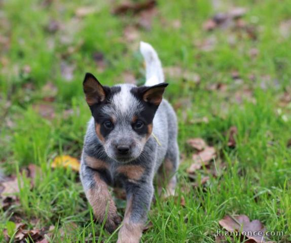 Chiot Bouvier australien pedigré a donner