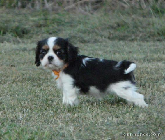 Chiots Cavaliers King Charles LOF a donner