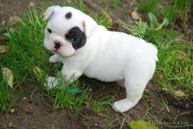 Chiot Bouledogue Français lof a donner