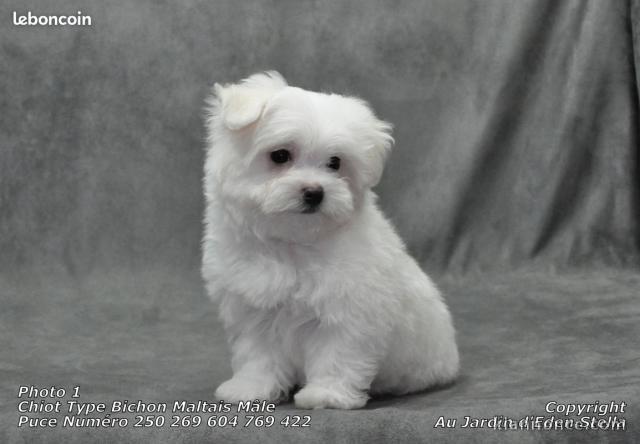 chiot Bichon Maltais LOF a donner