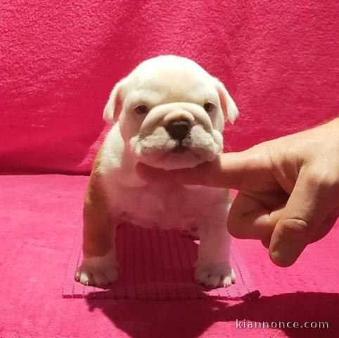 chiot bulldog anglais lof a donner