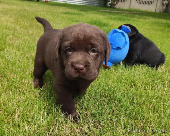 deux chiots de type labrador 