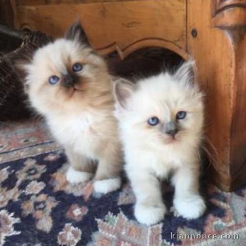  2 adorables chatons sacre de bimranie