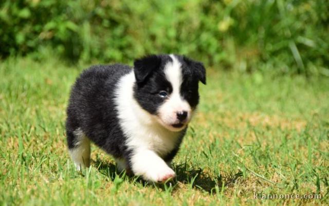 chiots Border collie lof a donner