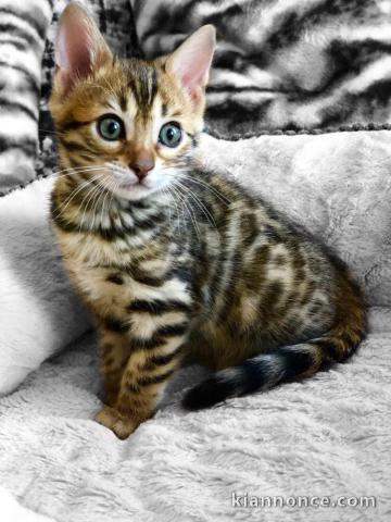    2 magnifiques chatons bengal