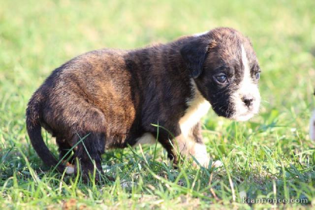 chiot Boxer femelle et mâle a donner