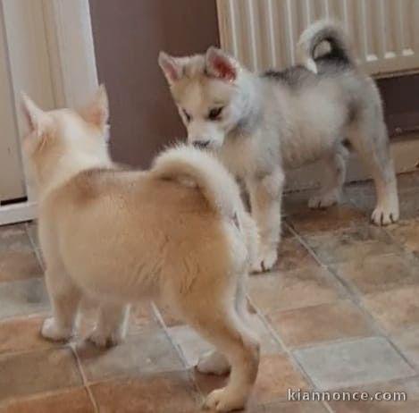  Superbes chiots Husky Sibérien.