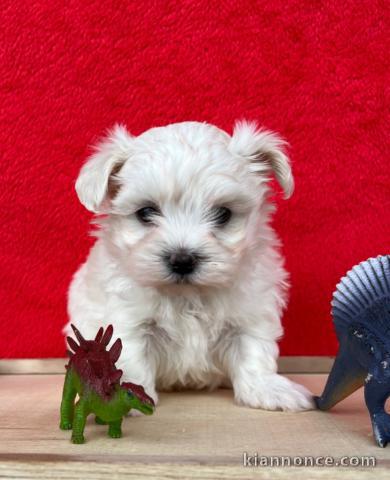 Chiots Bichon maltais dispo