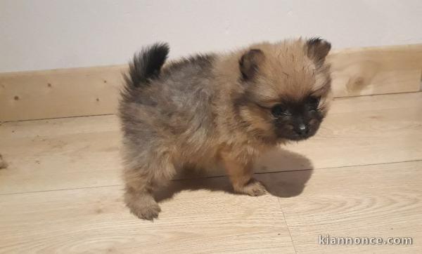   Deux splendides chiots spitz nain 