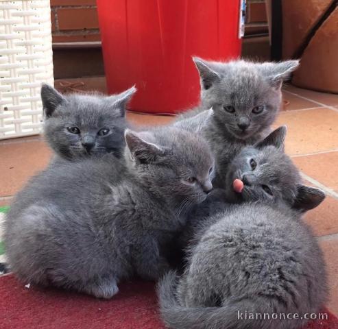 2 magnifiques chatons chartreux