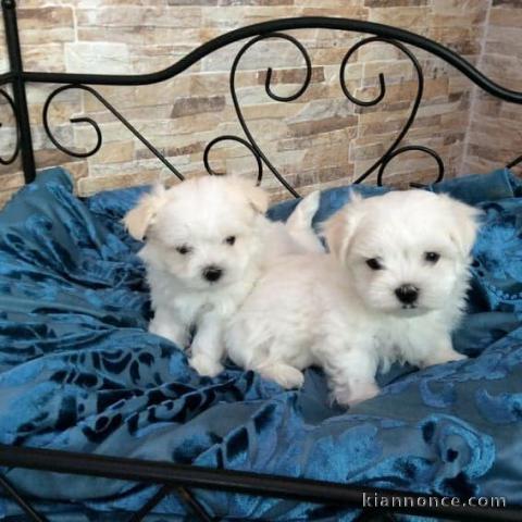 Chiots Bichon maltais dispo