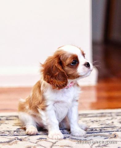  Disponibles jolies bébés cavaliers king charles