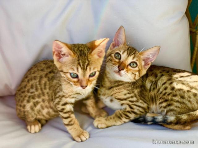   Magnifiques chatons Bengal