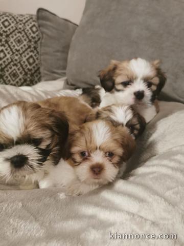 Superbes chiots de type shih tzu 