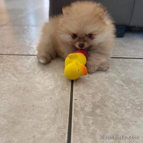 Magnifiques chiots de race spitz nain