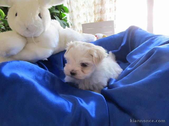 A donner chiot type bichon maltais femelle