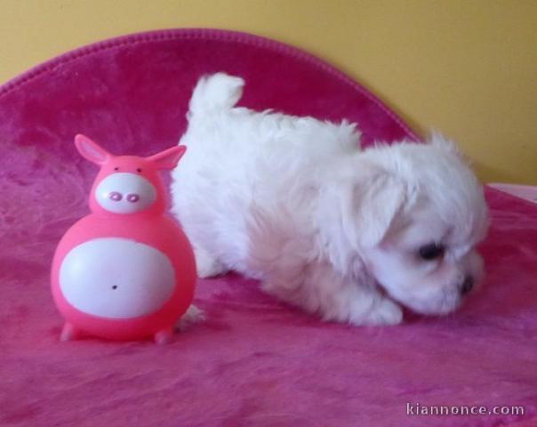 A donner chiot type bichon maltais femelle