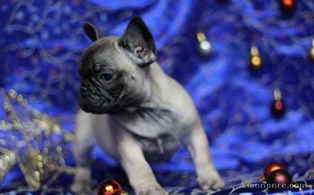 Chiot Bouledogue Français lof a donner