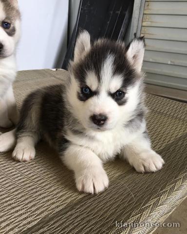 2 magnifiques chiots husky 