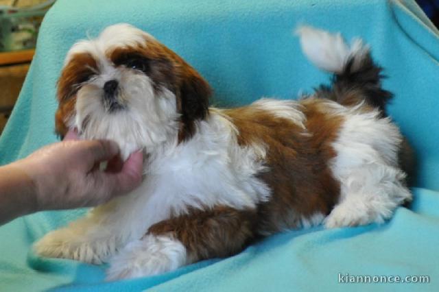 chiot Shih Tzu LOF a donner