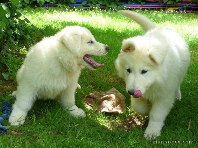 2 chiots berger blanc suisse 