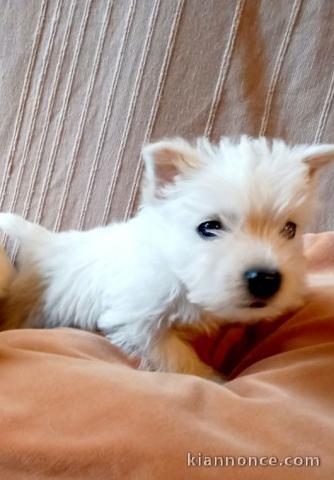 chiot Westie lof a donner