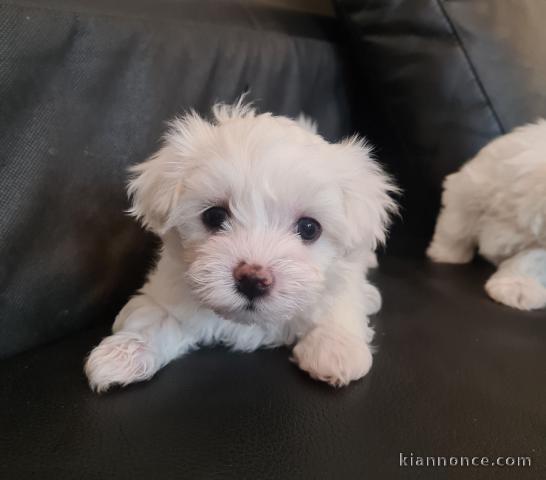  Chiots Bichons maltais pure race 