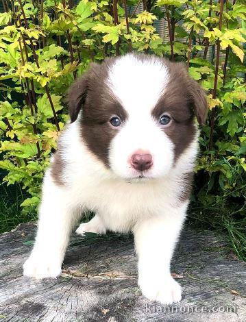 chiots Border collie lof a donner