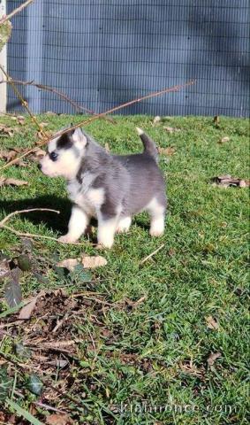 Chiot Siberian Husky lof a donner