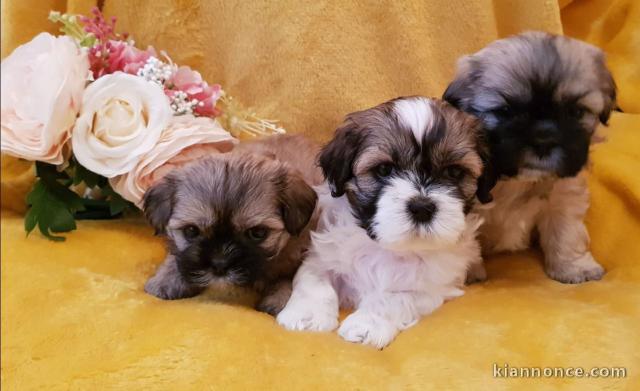  Magnifiques chiots shih tzu 