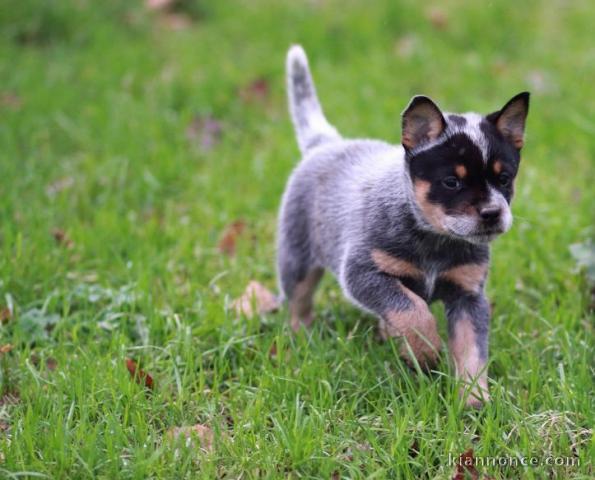 Chiot Bouvier australien pedigré a donner