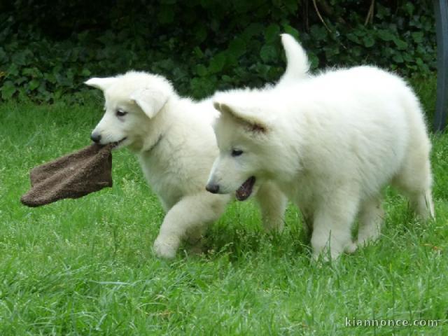   Chiots berger blanc suisse disponible 