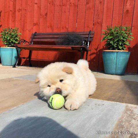 Chiots Race Pure Chow Chow