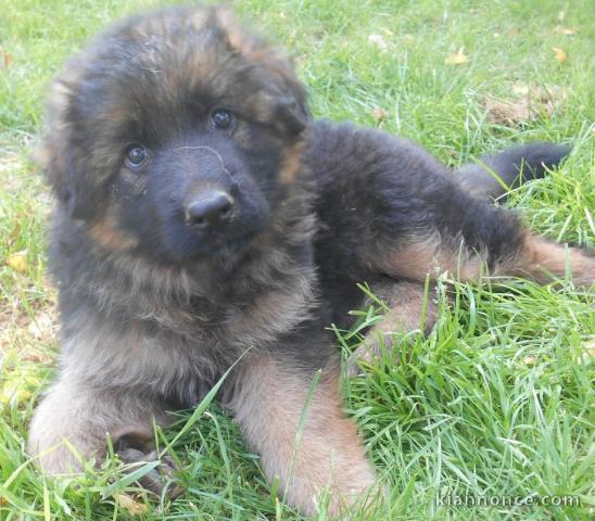 chiots Berger allemand LOF a donner