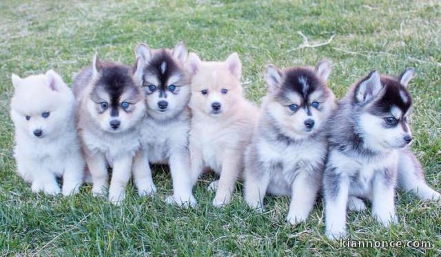 Magnifiques chiots Pomsky en  adoption 