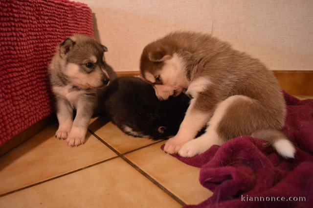 Chiots husky sibérien pure race pour adoption