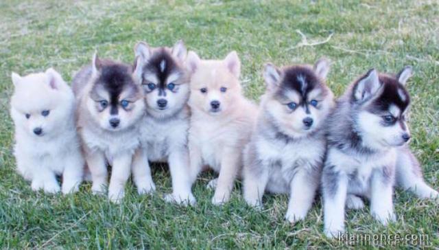 Magnifiques chiots Pomsky en  adoption 