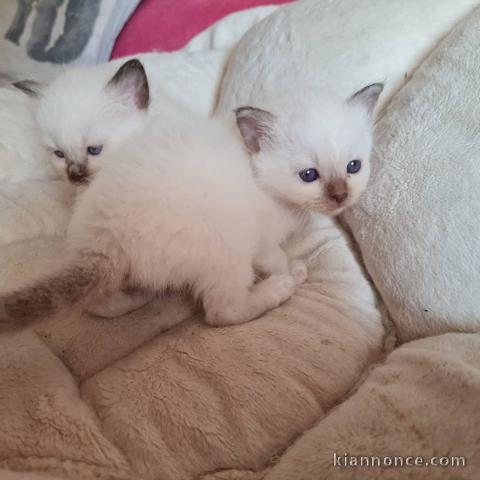 Magnifique chaton Sacré de Birmanie 