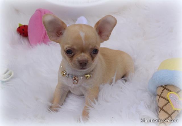 Mini chiot femelle type chihuahua à donner