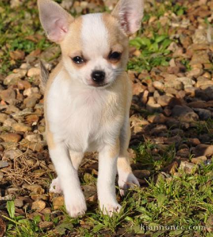 Mini chiot femelle type chihuahua à donner